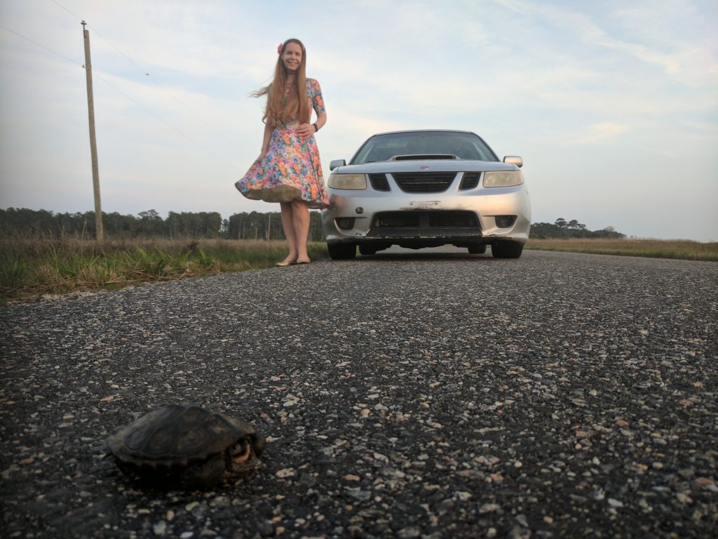 Help a turtle cross the road