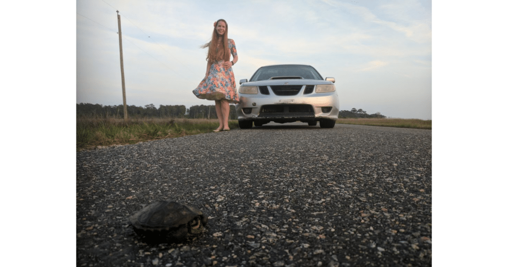 help turtles cross the road in virginia