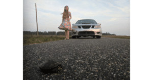 help turtles cross the road in virginia