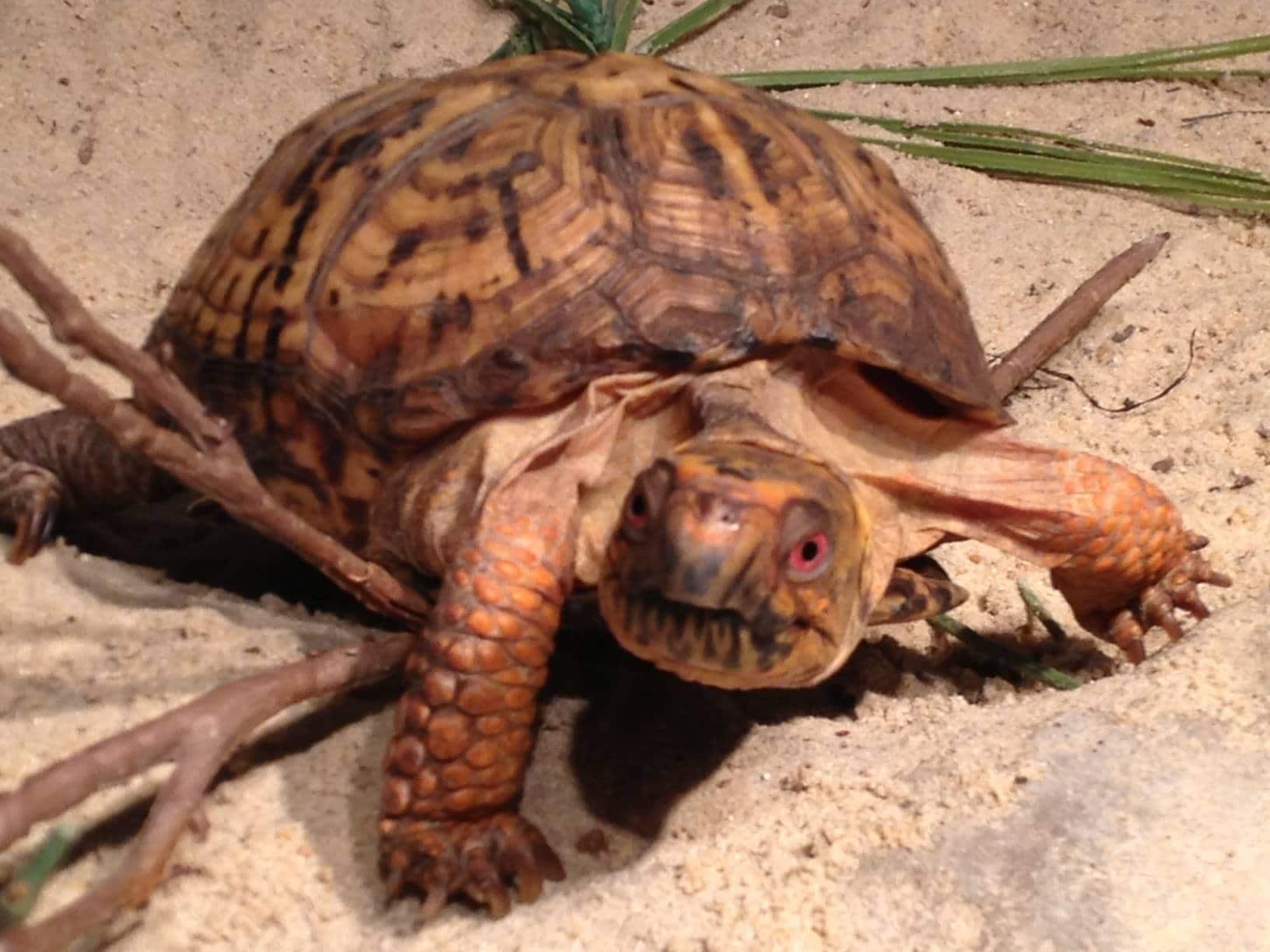 turtle races at veil brewing