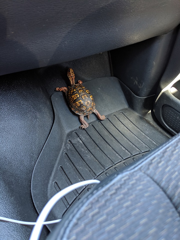 box turtle riding in a car