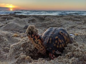 harvey the turtle