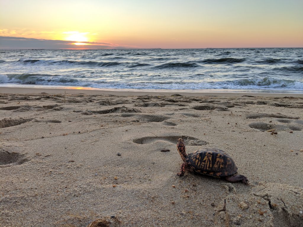 eastern box turtle harvey staring into the sunset