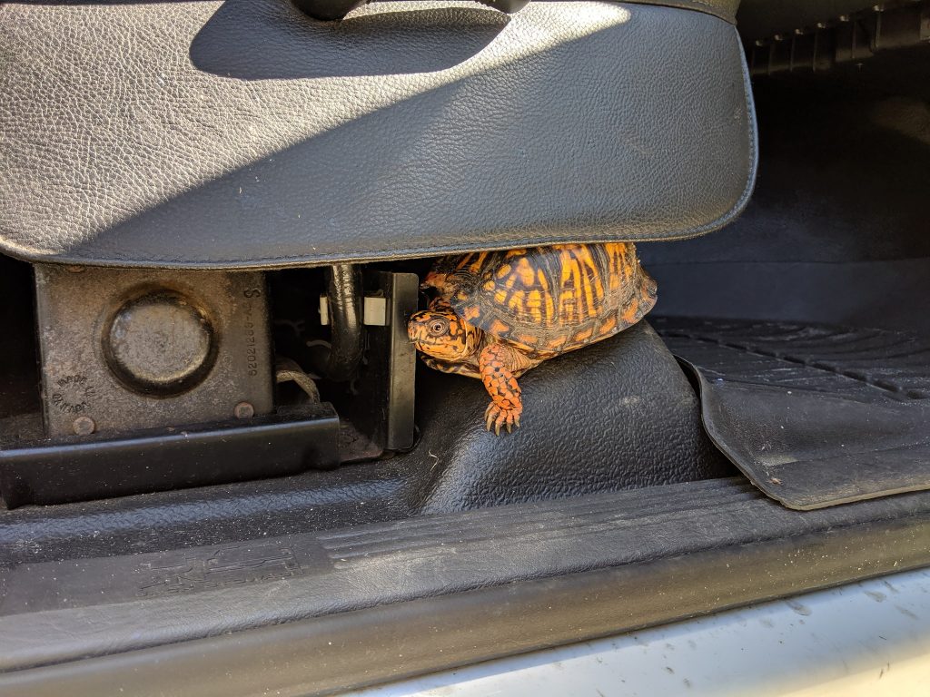 eastern box turtle on a car ride. 