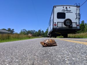 eastern box trutle crossing the road in mathews county