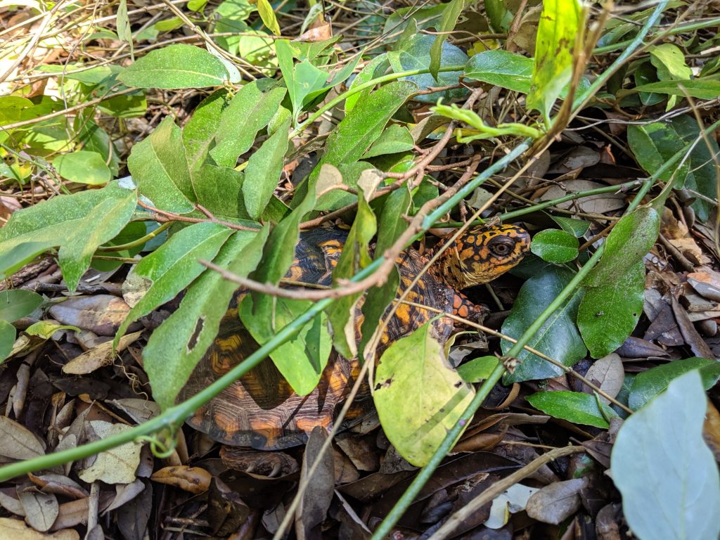 harvey hiding in some brush