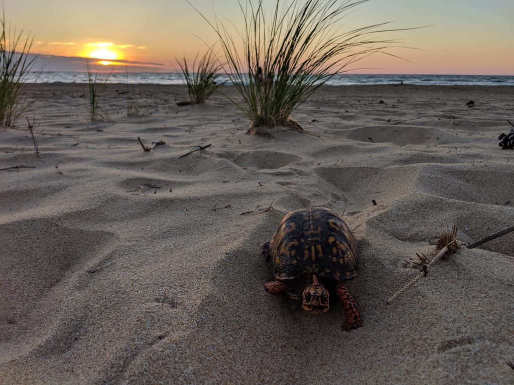 eastern box turtle known as harvey roaming the beach at first landing