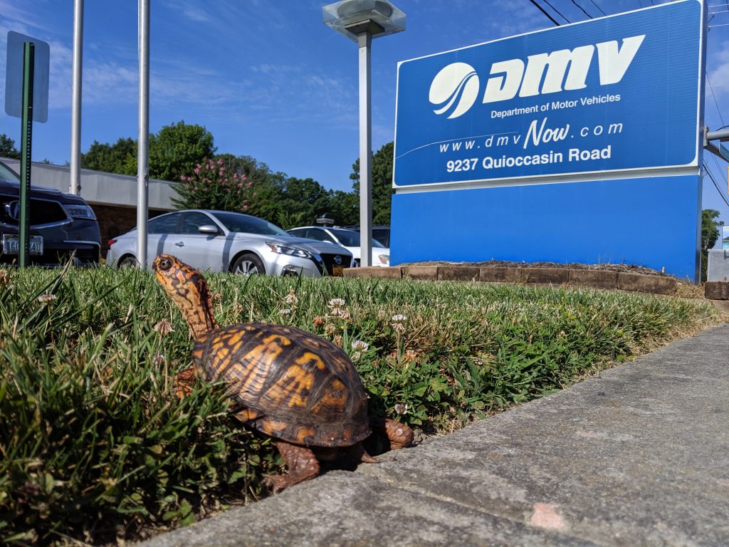 eastern box turtle visits dmv