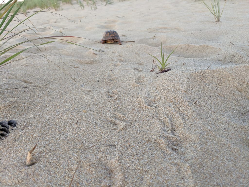 an eastern box turtle climbing a dune at first landing state park