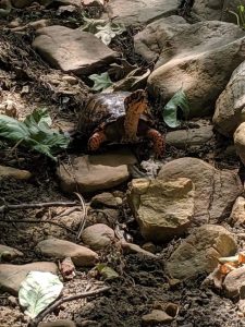 eastern box turtle in creek bed