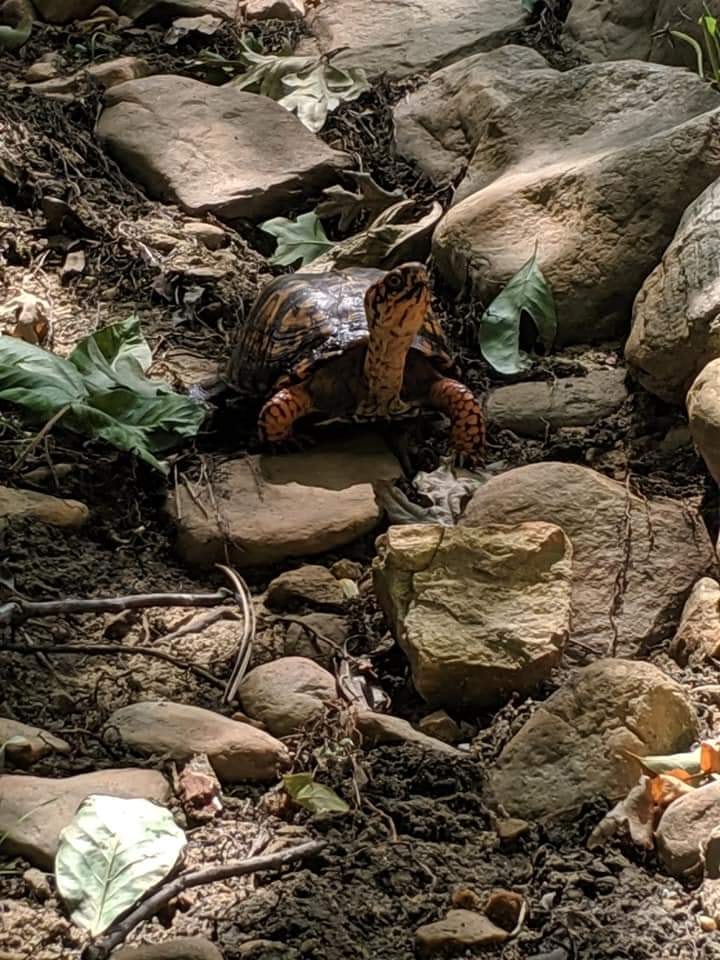 harvey the eastern box turtle exploring a dry creek bed. 