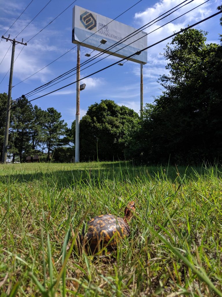 sime metal gets visited by an eastern box turtle named harvey