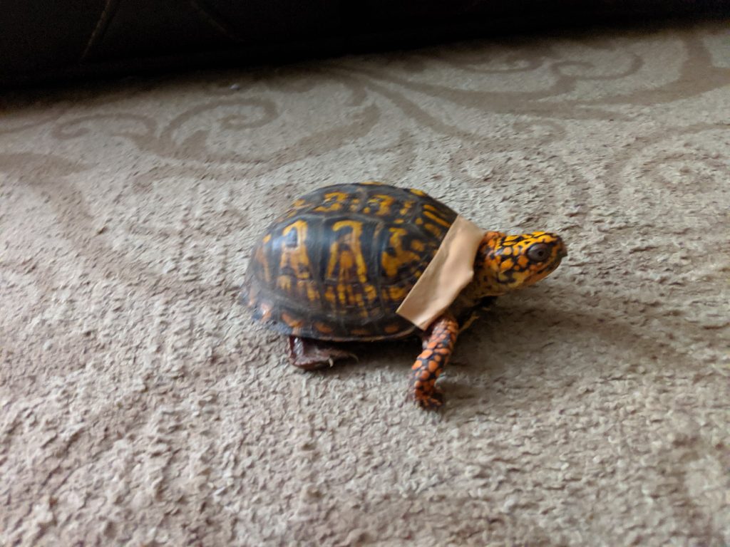turtle-hit-by-car-recovering