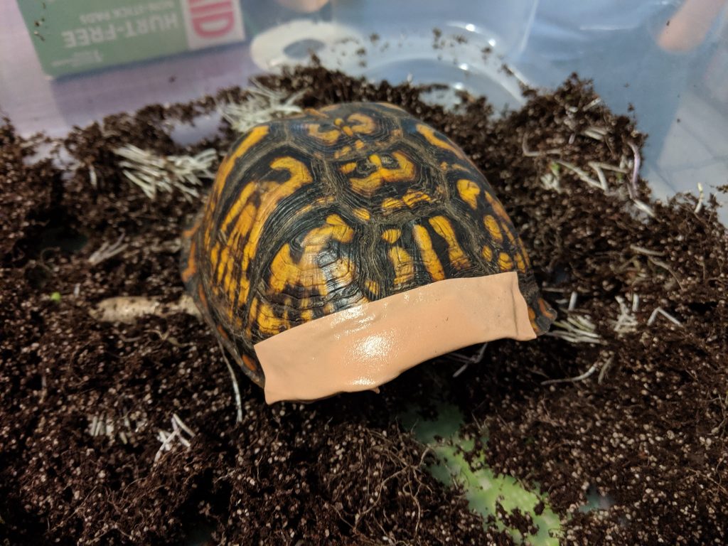 injured box turtle that was hit by a car with fresh bandage on its shell.