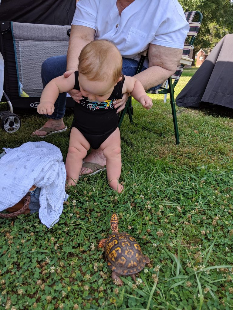 toddler with harvey the turtle