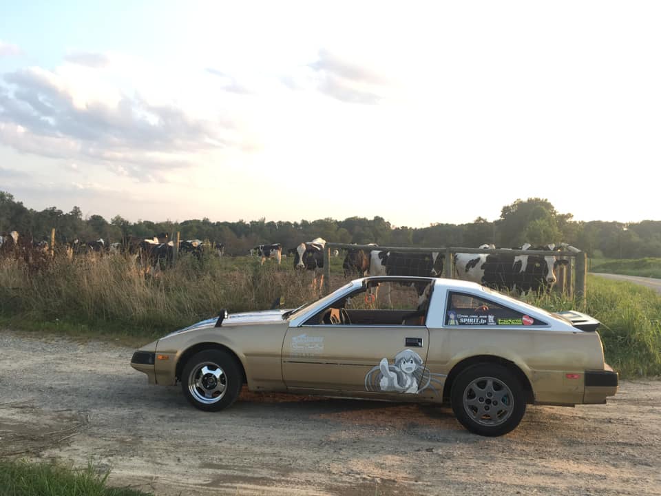 Z31_cows_driving_seattime